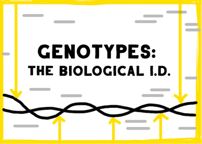 Genotypes The Biological ID